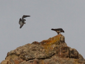 Tiercel approaches falcon